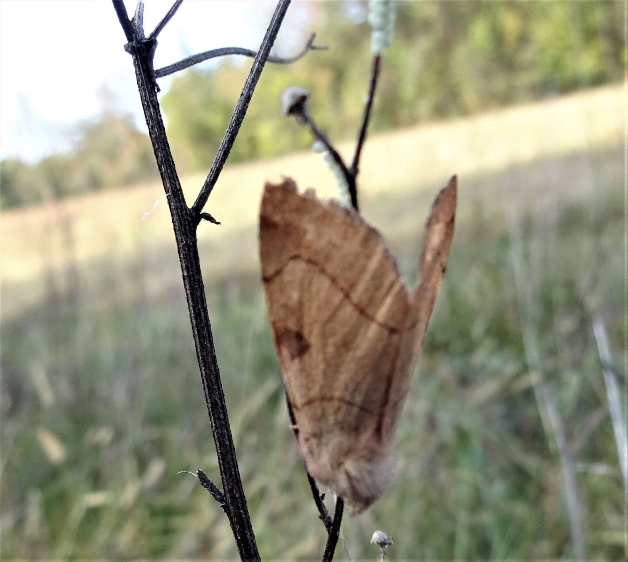 Image of Choephora