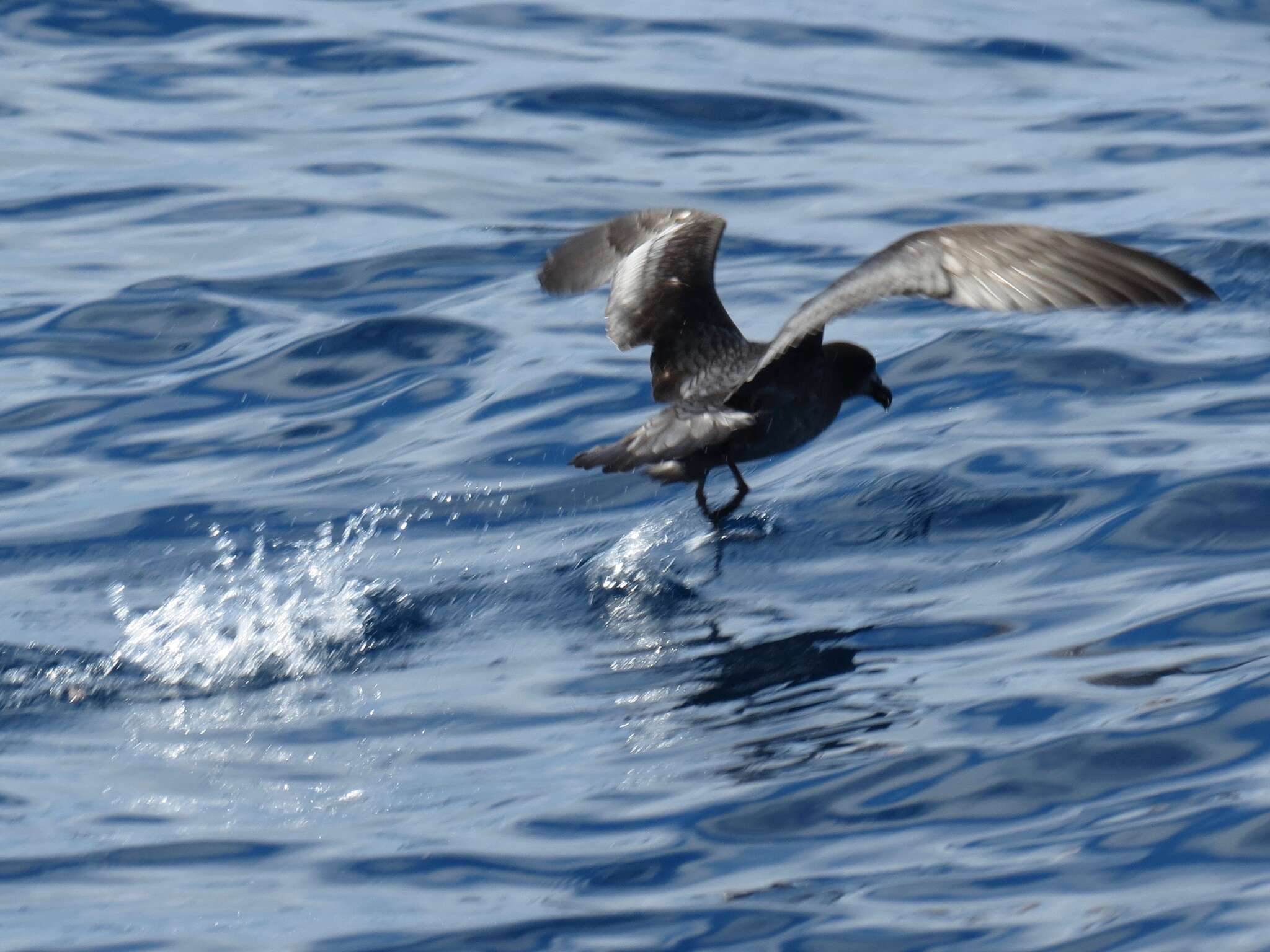 Providence Petrel media - Encyclopedia of Life