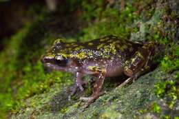 Image of Whistling Chirping Frog