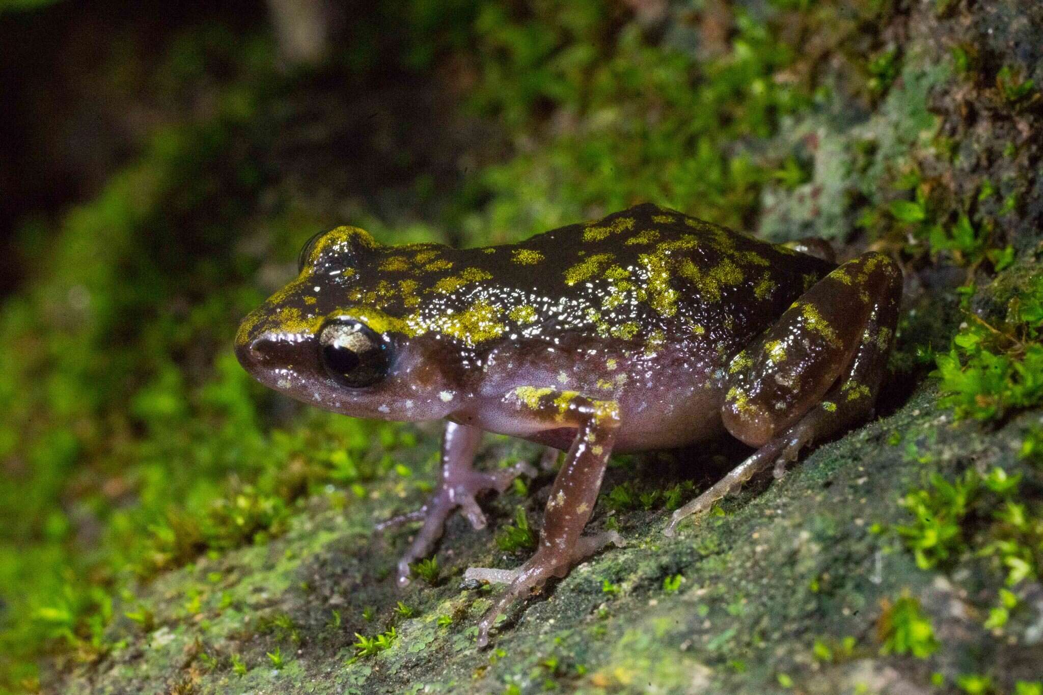 صورة Eleutherodactylus pipilans (Taylor 1940)