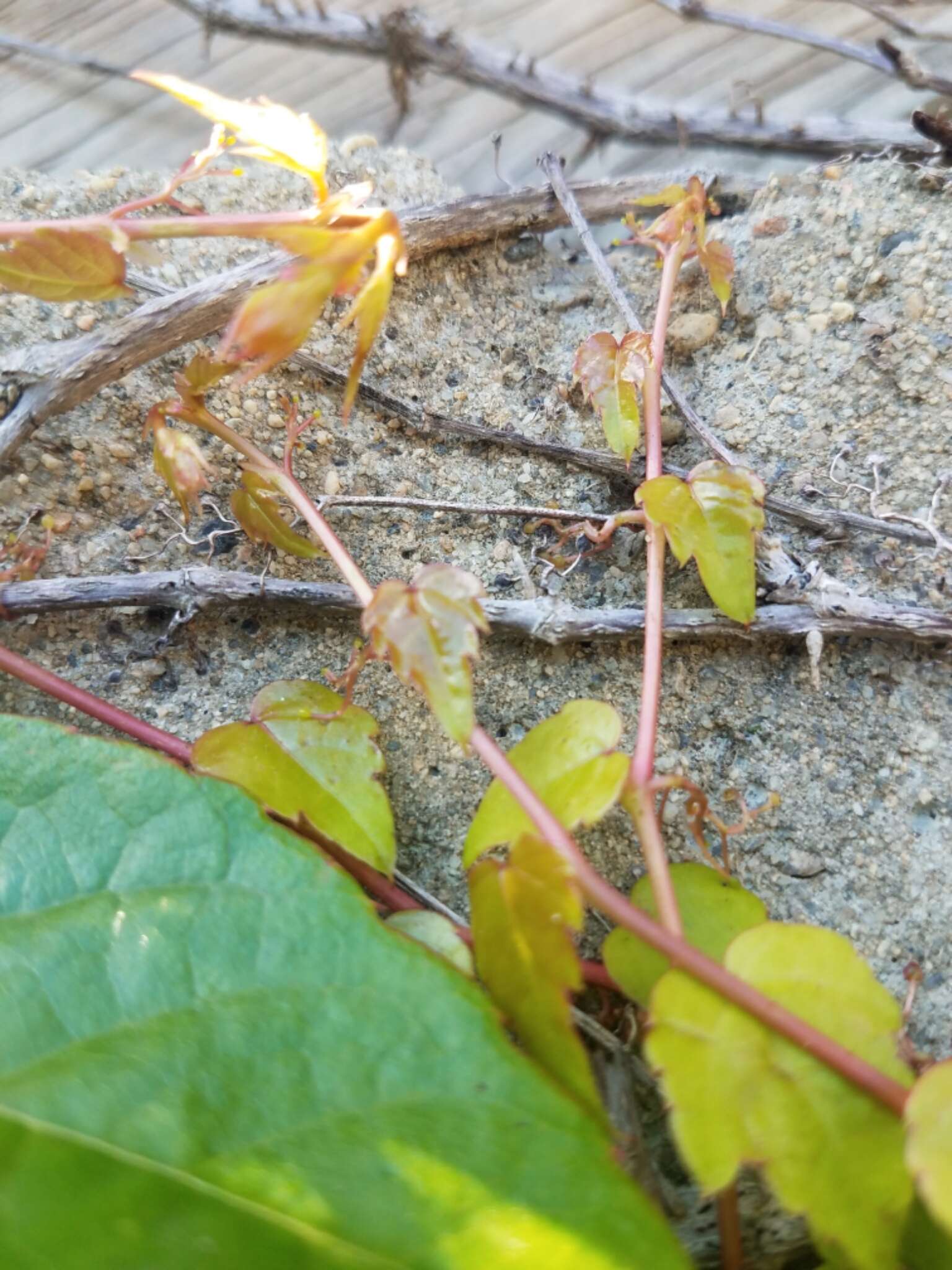 Image of Japanese Creeper