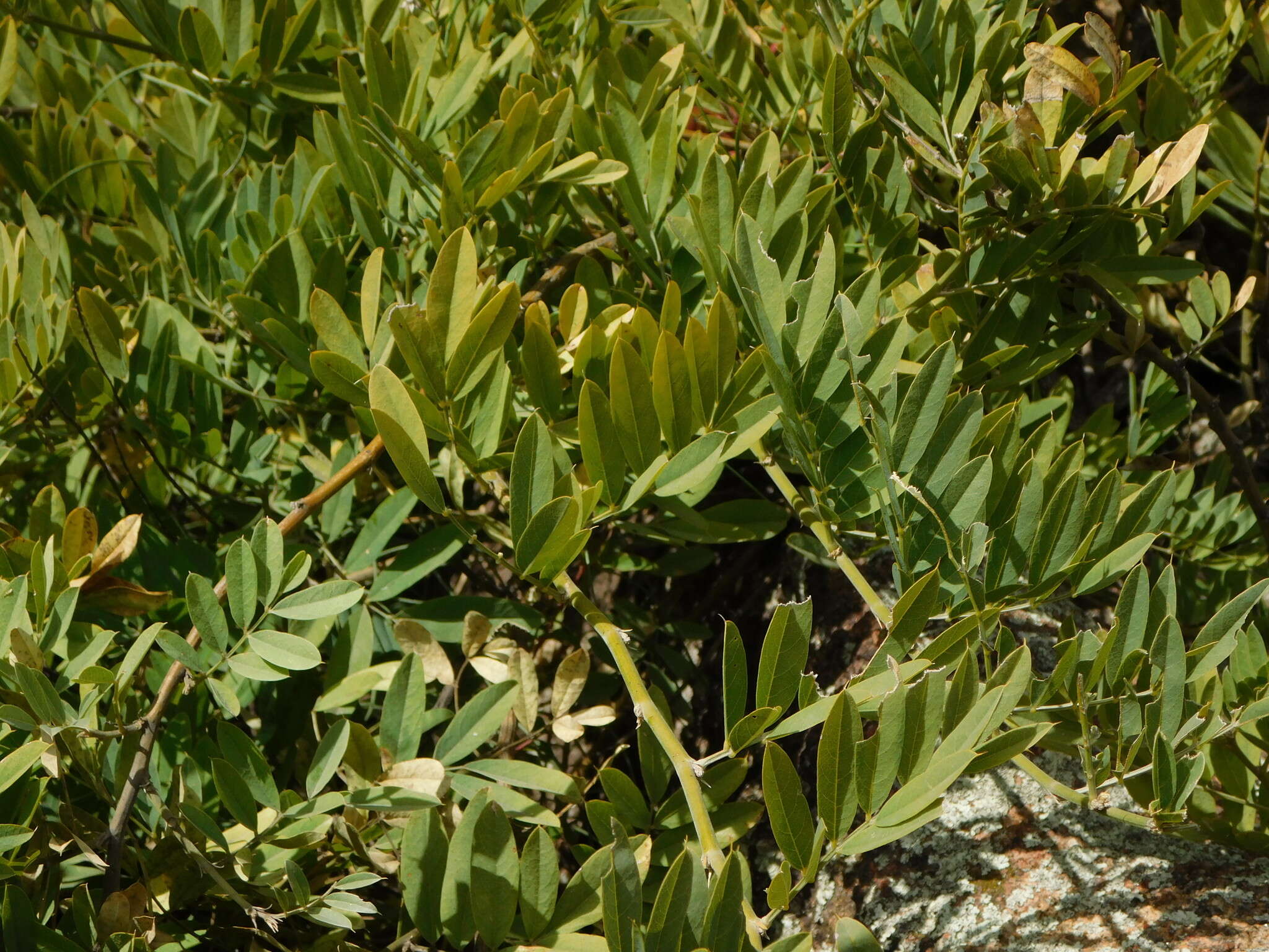 Image of Apurimacia dolichocarpa (Griseb.) Burkart