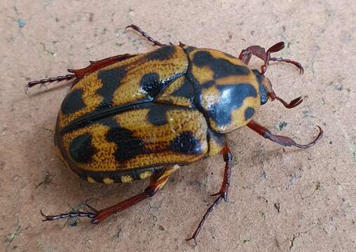 Image of Lyraphora obliquata (Westwood 1842)