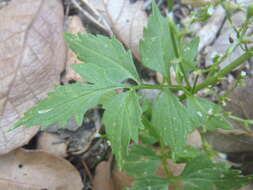 صورة Valeriana sorbifolia Kunth