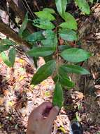 Image of Puerto Rico cinnamon