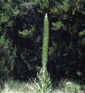 Image of Lobelia aberdarica R. E. Fr. & T. C. E. Fr.