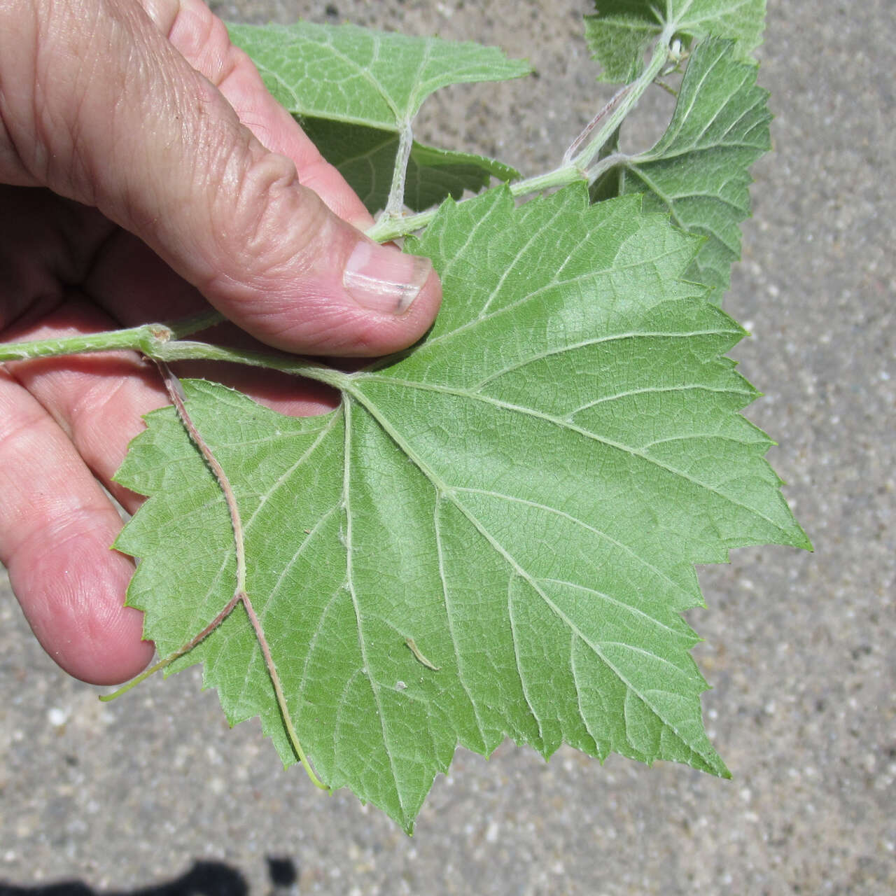 Plancia ëd Vitis acerifolia Raf.