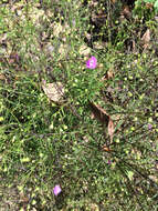 Image of slenderleaf false foxglove