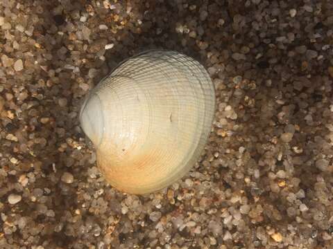 Image of Taca clam