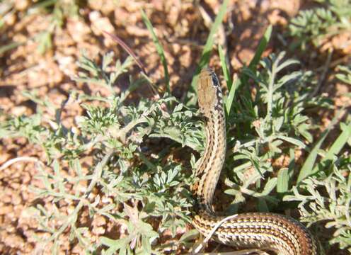 Image of Philodryas agassizii (Jan 1863)