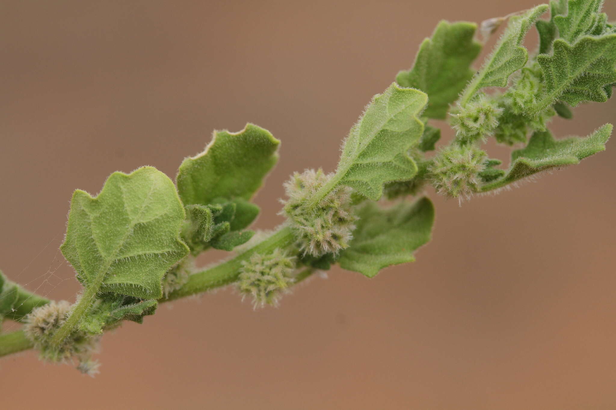 Sivun Dysphania cristata (F. Müll.) Mosyakin & Clemants kuva