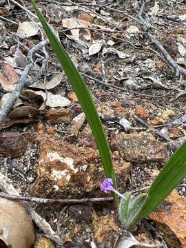 Image of Patersonia babianoides Benth.