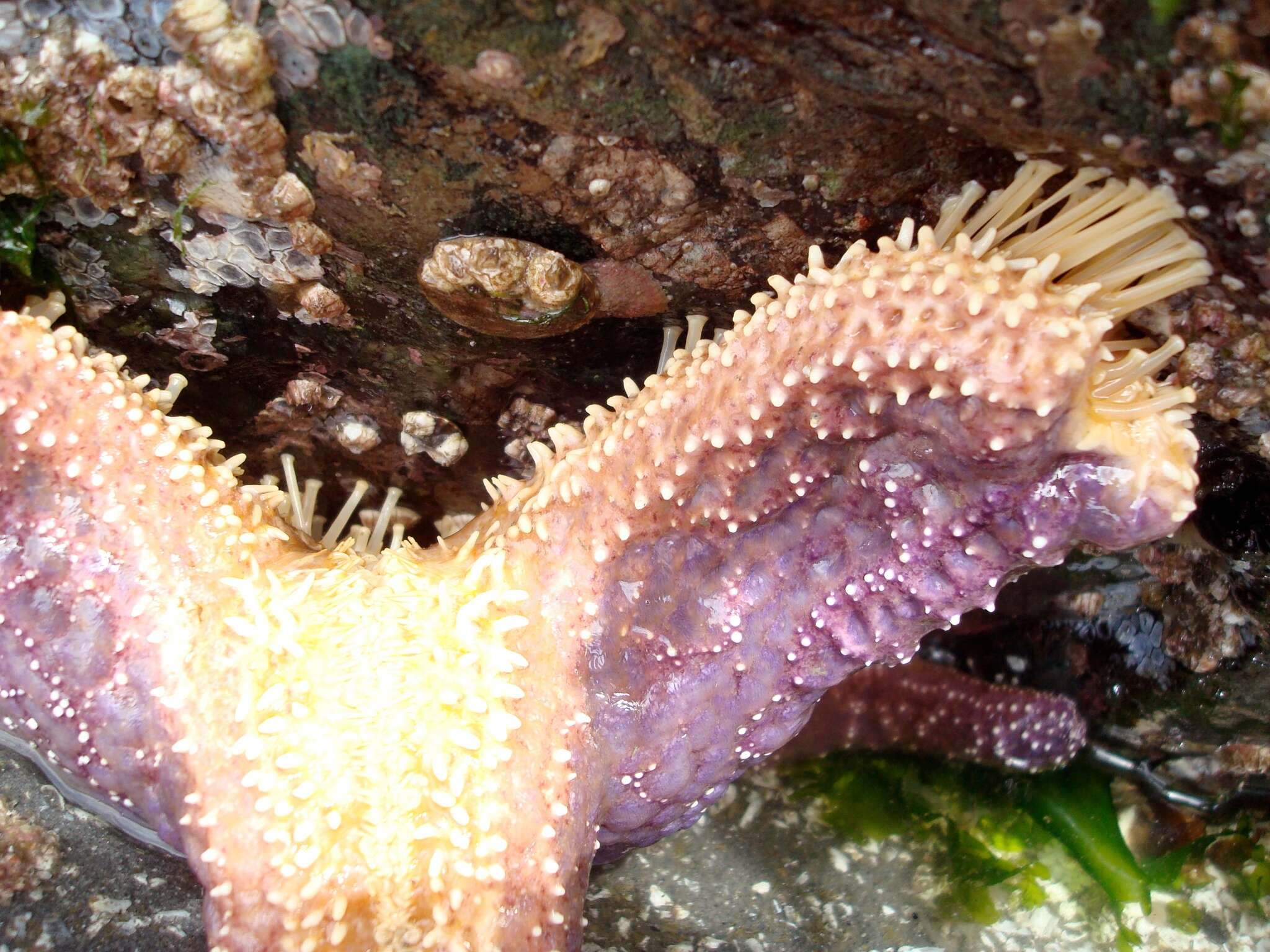 Image of ochre sea star