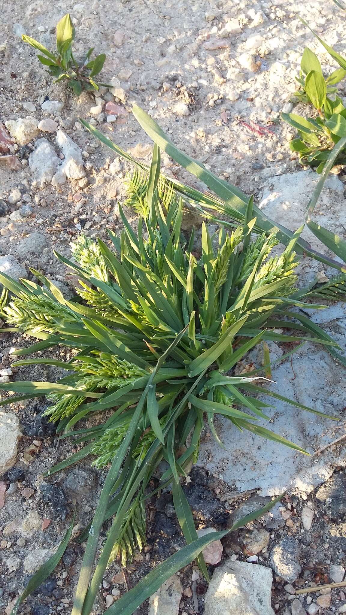 Image de Sclerochloa