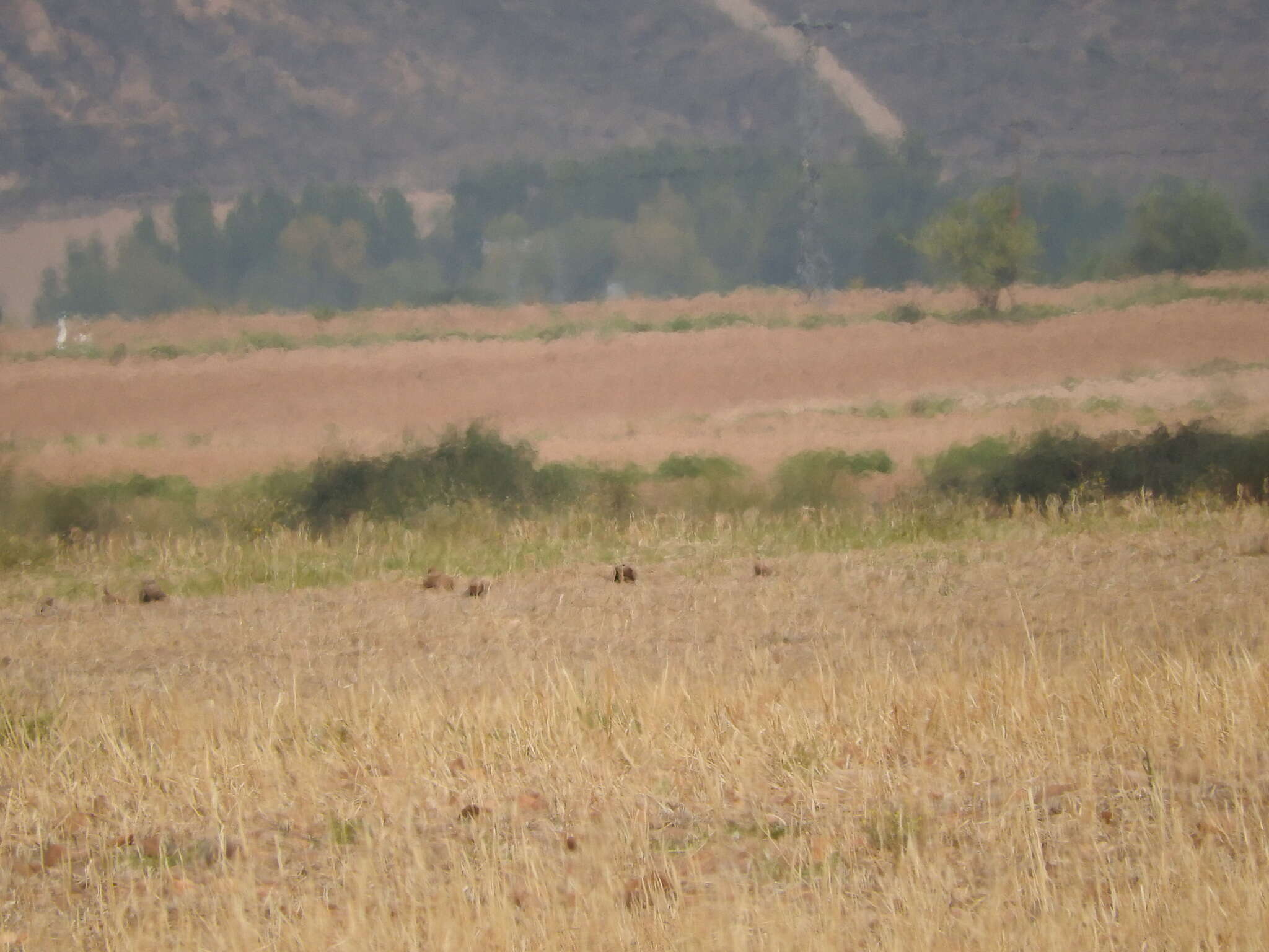 Image of Black-bellied Sandgrouse