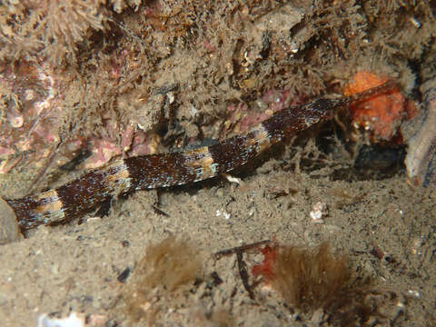 Image of Narrow-snouted Pipefish