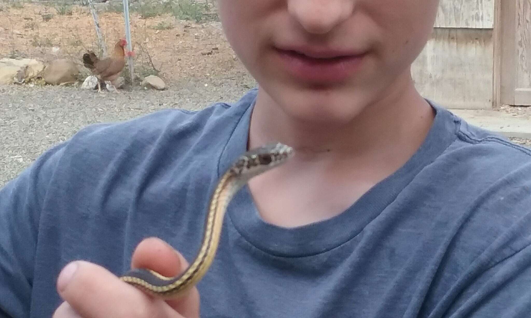 Image of Central Texas Whipsnake