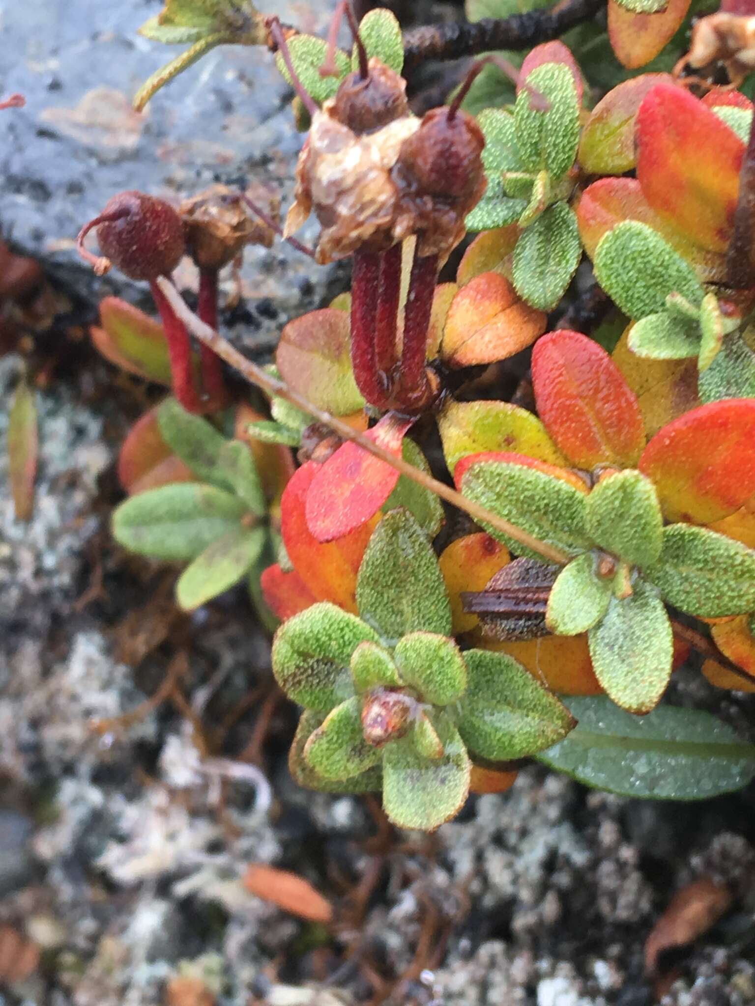 صورة Rhododendron lapponicum (L.) Wahlenb.