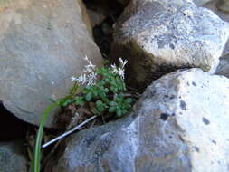 Imagem de Sedum litoreum Guss.