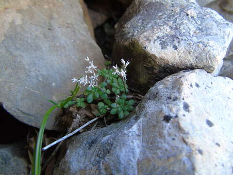 Imagem de Sedum litoreum Guss.