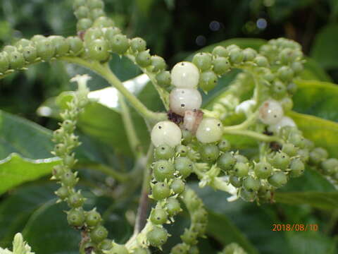 Image of Heliotropium verdcourtii Craven