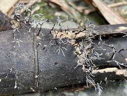 Image of Xylaria bambusicola Y. M. Ju & J. D. Rogers 1999