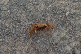 Image of Galápagos Fiddler Crab