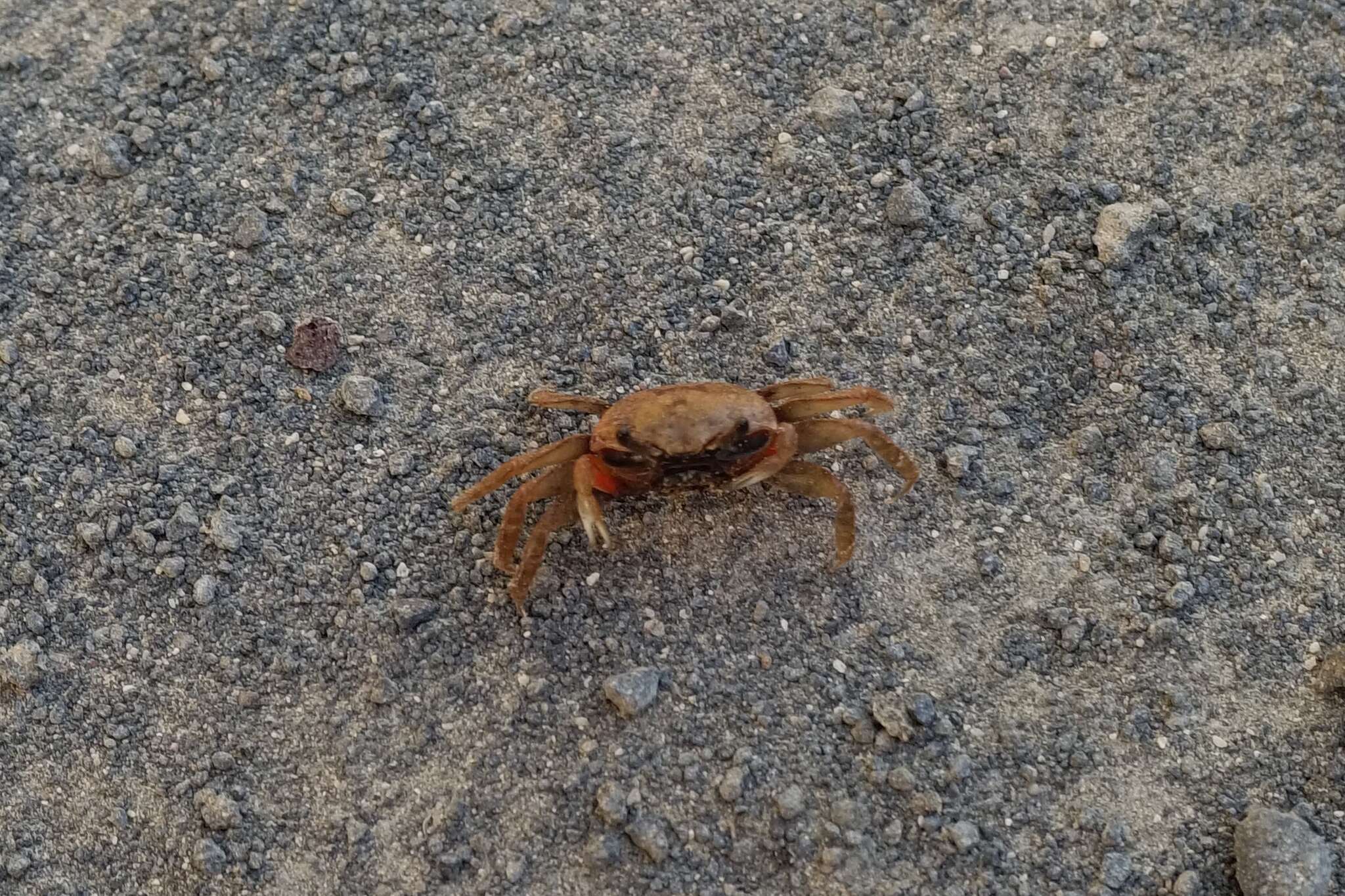 Image of Galápagos Fiddler Crab