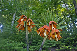 Image of imperial fritillary