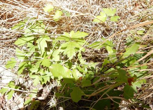 Image of eastern poison ivy