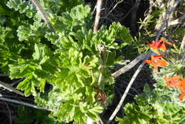 Image of Scarlet pelargonium