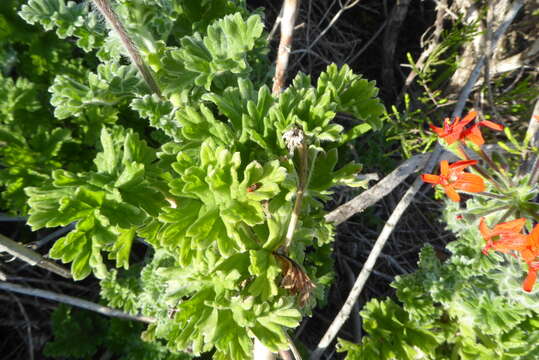 Image of Scarlet pelargonium