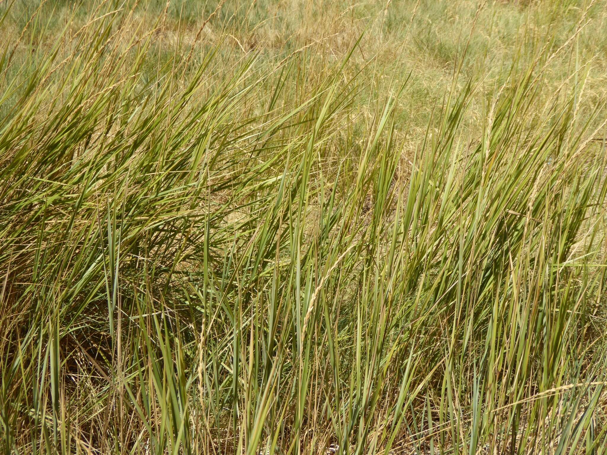 Image of beardless wildrye