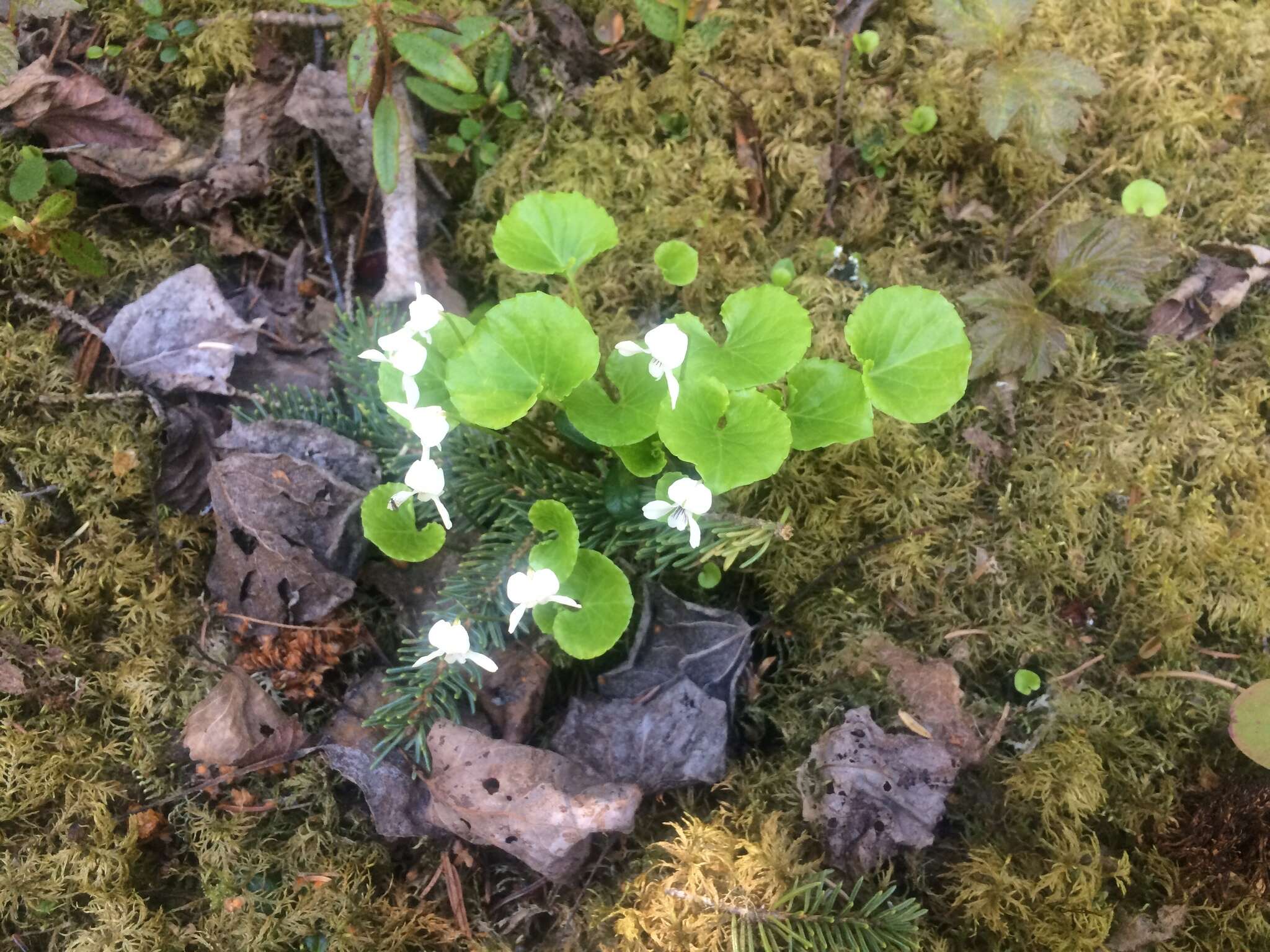 Image of white violet