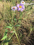 Image of smooth blue aster