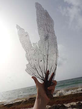 Image of Caribbean sea fan