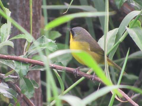 Image of Southern Yellowthroat