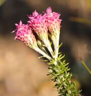 Imagem de Lachnospermum umbellatum (L. fil.) Pillans