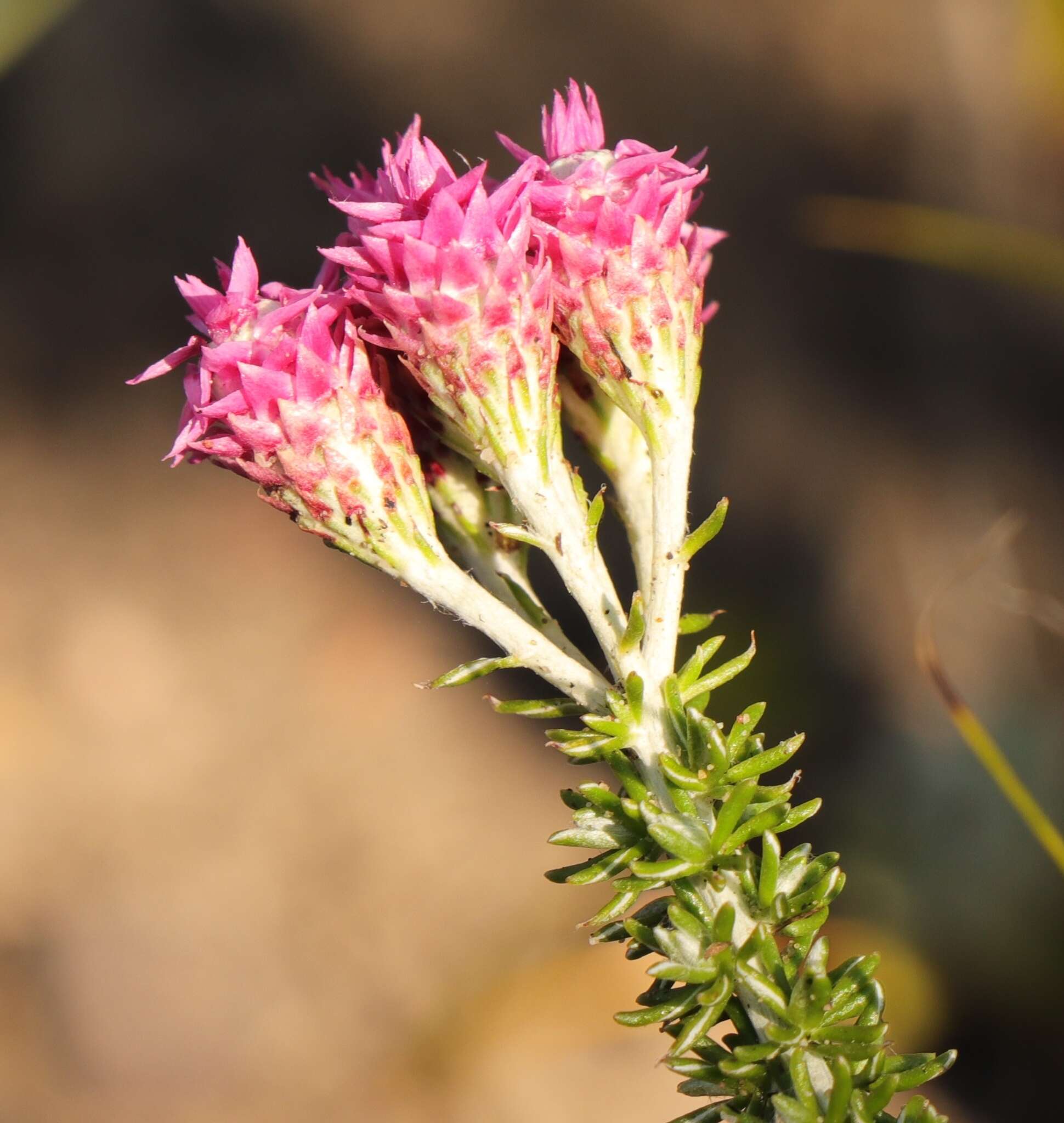 Imagem de Lachnospermum umbellatum (L. fil.) Pillans