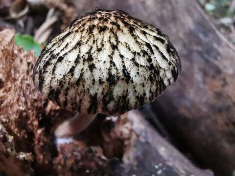 Image de Pluteus readiarum G. Stev. 1962