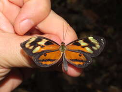 Image of Ithomia iphianassa anaphissa Herrich-Schäffer 1864