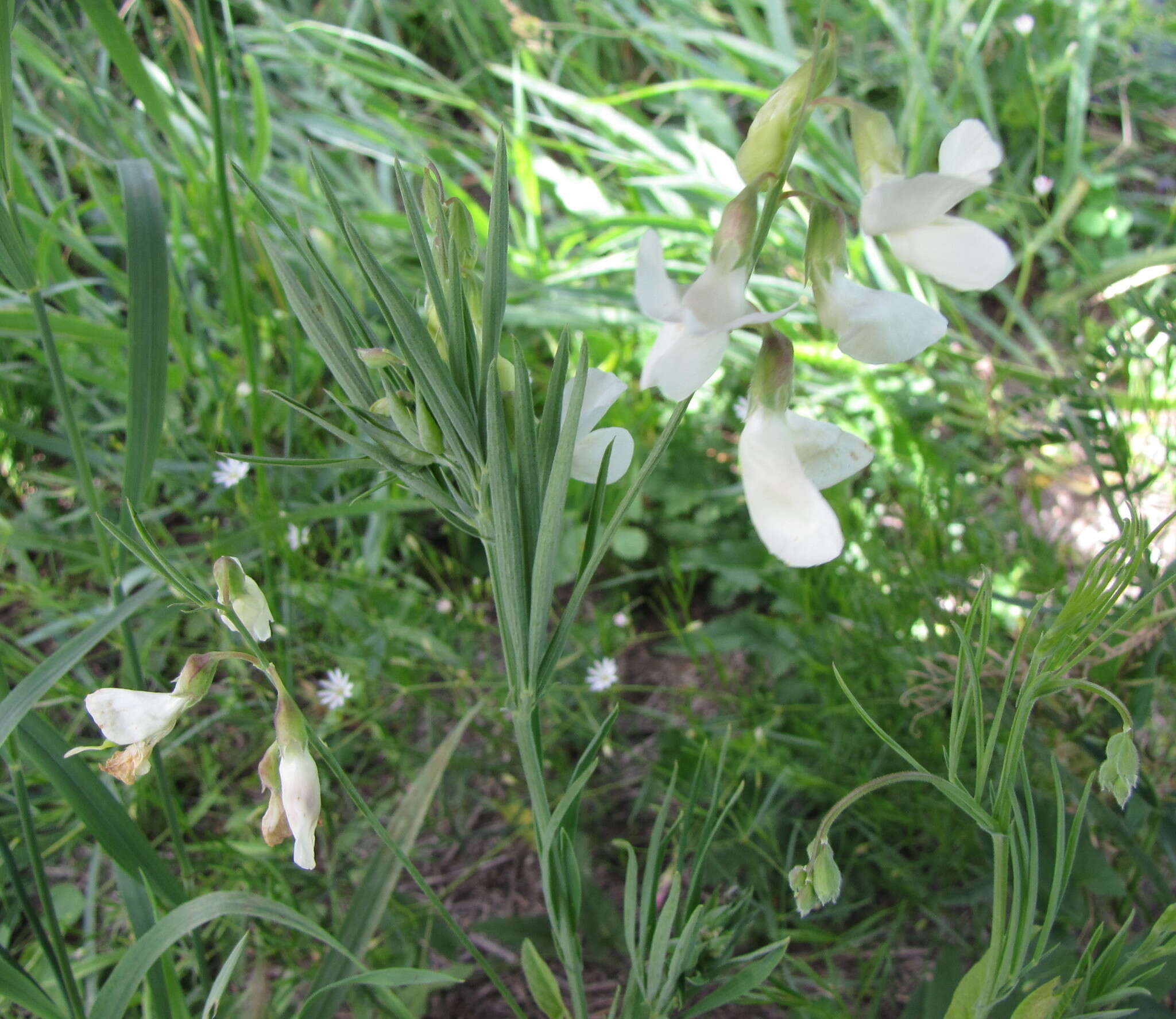 Image of Lathyrus pannonicus subsp. collinus (J. Ortmann) Soo