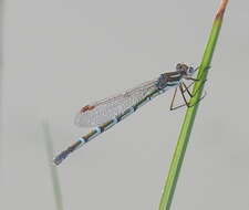 Image of Austrolestes annulosus (Selys 1862)