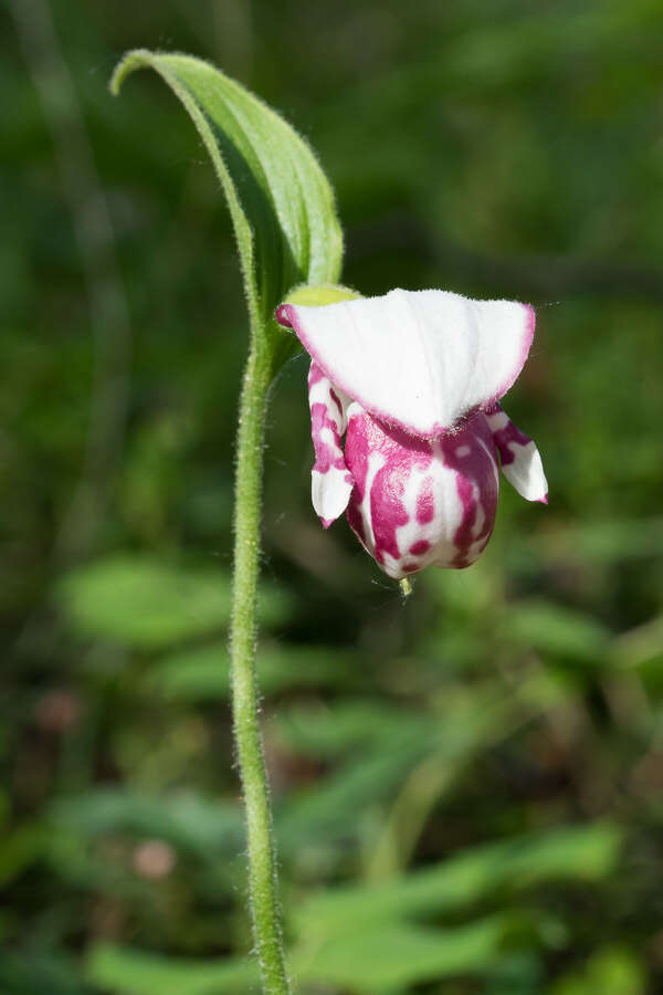 Image of Spotted lady's slipper