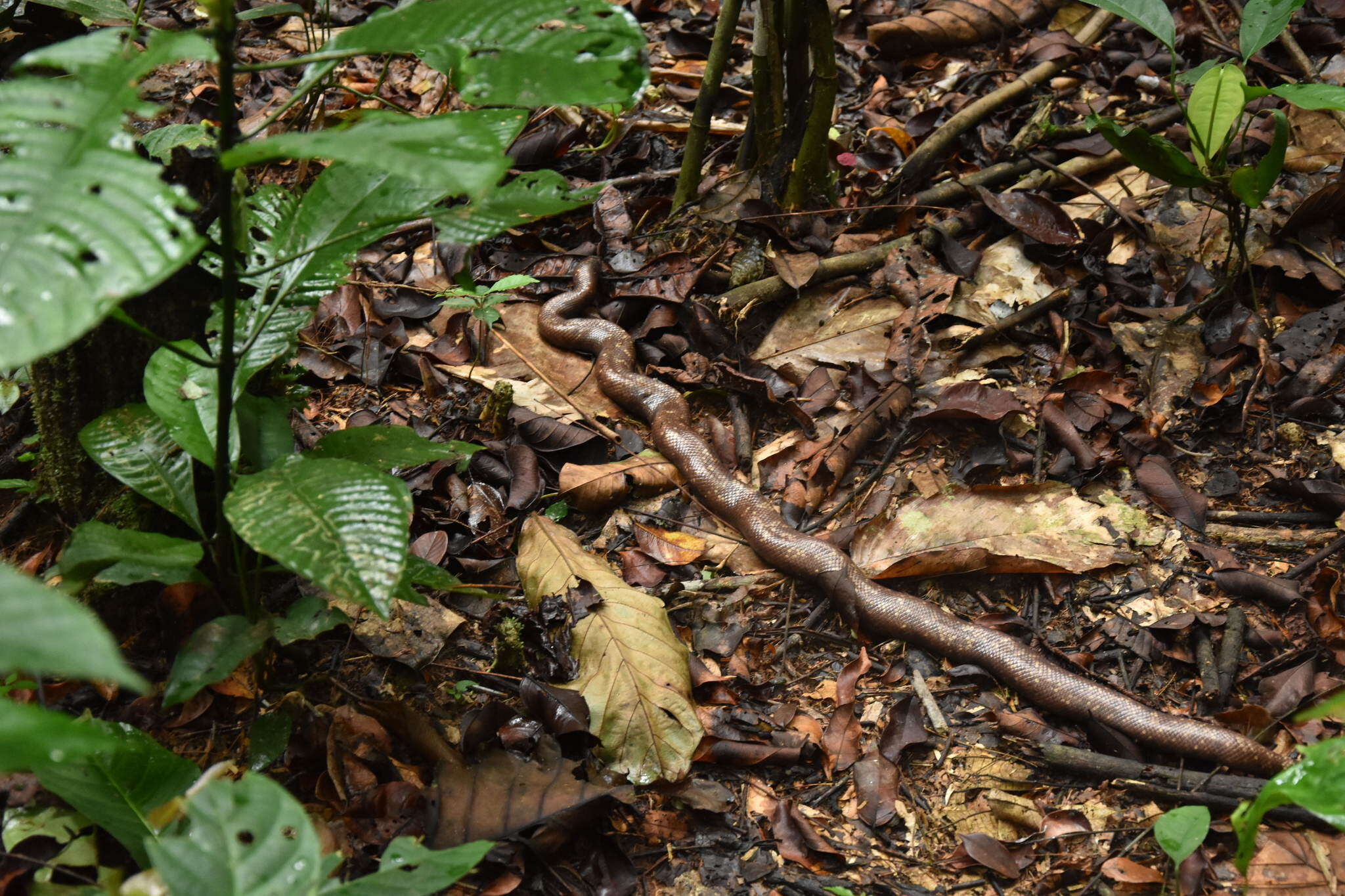 Image of African burrowing python