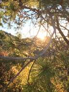 Pinus cembroides subsp. lagunae (Rob.-Pass.) D. K. Bailey resmi