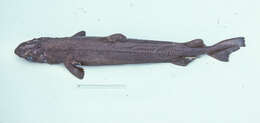 Image of Owston's Dogfish