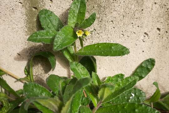 Image of yellow monkswort