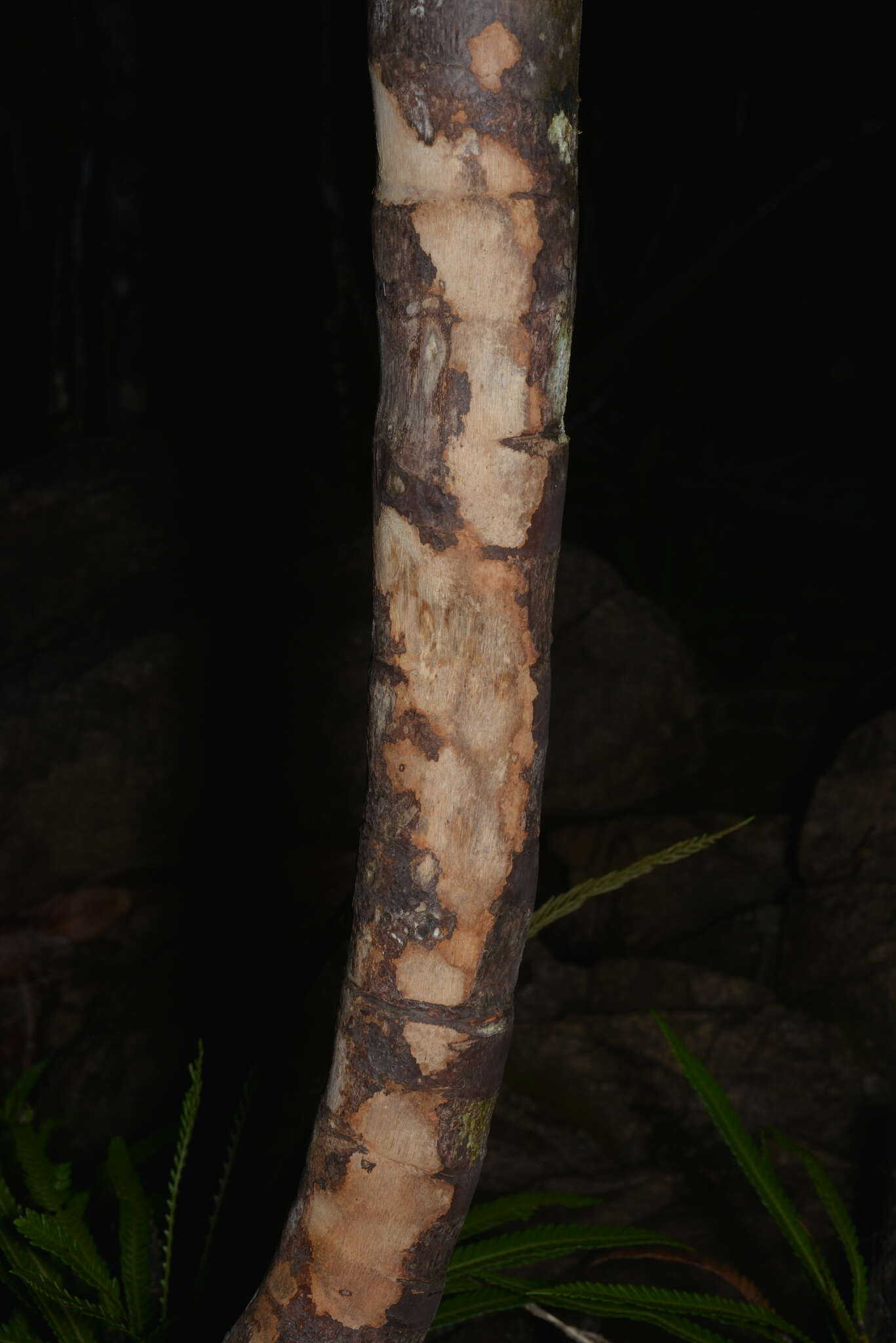 Image of Chambeyronia divaricata (Brongn.) Hodel & C. F. Barrett