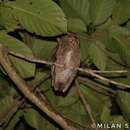 Image of Nicobar Scops Owl